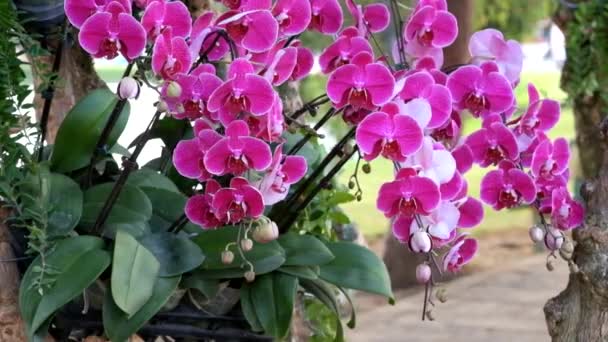 Vacker Rosa Orkidé Blomma Phalaenopsis Royalty Hög Kvalitet Gratis Arkivfilmer — Stockvideo