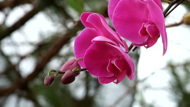 schöne rosa Orchideenblüte (phalaenopsis). Lizenzgebühren hohe Qualität kostenlos Stock Footage von frisch rosa Orchidee Blume Baum ist in der Natur blühen. Nahaufnahme Fokus mehrfarbige tropische Orchideenblume im Garten