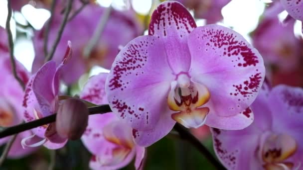 Hermosa Flor Orquídea Rosa Phalaenopsis Realeza Material Archivo Alta Calidad — Vídeo de stock