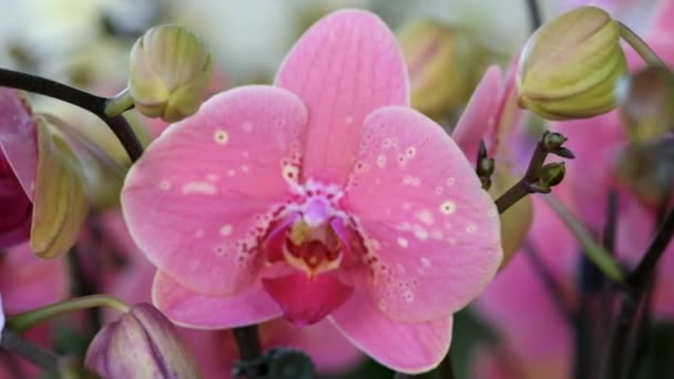 Hermosa Flor Orquídea Rosa Phalaenopsis Realeza Material Archivo Alta Calidad — Vídeos de Stock