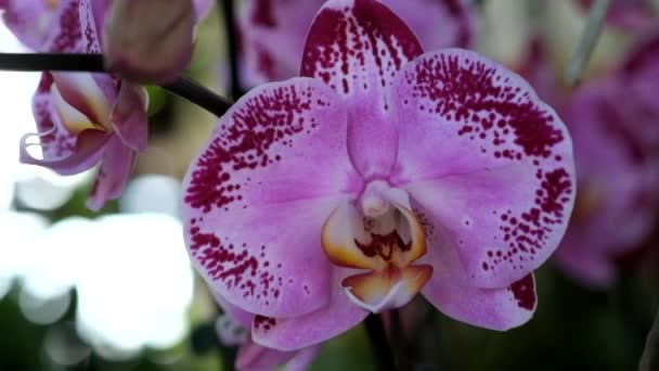 Gyönyörű rózsaszín orchidea virág (Phalaenopsis). Jogdíj kiváló minőségű ingyenes stock felvételeket friss rózsaszín orchidea virág fa is virágzik a természet. Vértes fókusz multi színes trópusi orchidea virágot a kertben