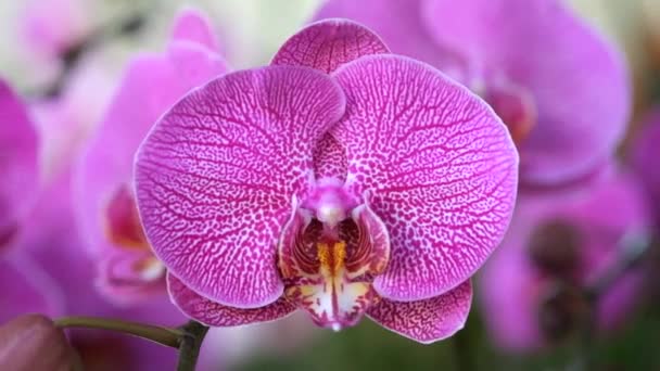 Krásný růžový květ orchideje (Phalaenopsis). Licencovaní vysoce kvalitní bezplatné stopáže stromu čerstvé růžová orchidej květina je květ v přírodě. Detailní zaměření multi barva tropickou orchidej květina v zahradě