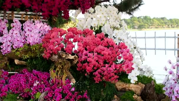 Hermosa Flor Orquídea Rosa Phalaenopsis Realeza Material Archivo Alta Calidad — Vídeo de stock