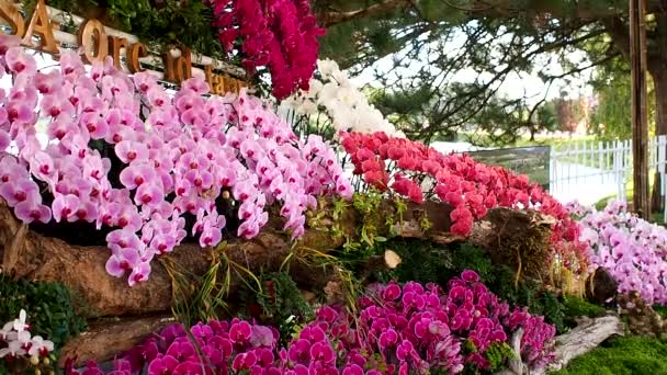 Hermosa Flor Orquídea Rosa Phalaenopsis Realeza Material Archivo Alta Calidad — Vídeo de stock