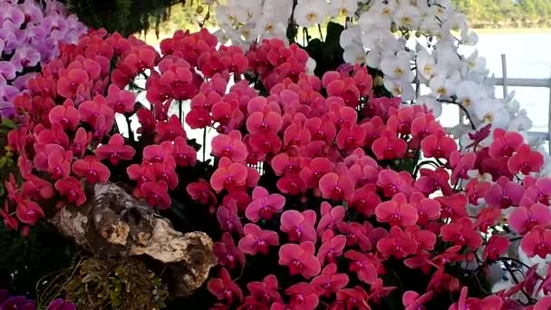 Vacker Rosa Orkidé Blomma Phalaenopsis Royalty Hög Kvalitet Gratis Arkivfilmer — Stockvideo