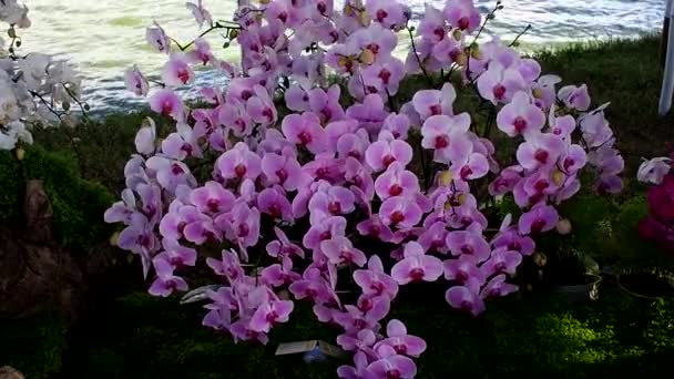 Belle Rose Fleur Dorchidée Phalaenopsis Redevance Haute Qualité Gratuit Vidéo De Stock Darbre Fleur Dorchidée Rose Fraîche Est Fleur De La Nature Closeup Focus Multi Couleur Tropicale Fleur