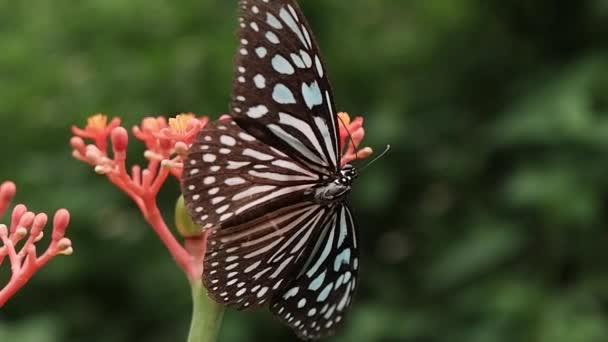 在美丽的花朵上的特写蝴蝶缓慢的运动 版税高品质自由库存蝴蝶在红花上的慢动作镜头 从花中采集花蜜 背景模糊 — 图库视频影像