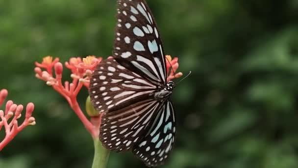 Kupu Kupu Manis Stok Video Kupu Kupu Manis Rekaman Bebas Royalti Depositphotos