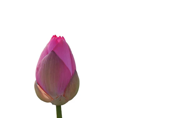 Fräsch Rosa Lotus Kronblad Blomma Isolerad Vit Bakgrund Nära Fokus — Stockfoto