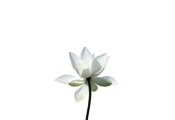 新鮮な白い蓮花弁の花は白い背景に分離されました 分離された美しい白い蓮の花の近くにフォーカスのコピーのテキストのための領域が咲いているまたは白の背景に広告を掲載 — ストック写真