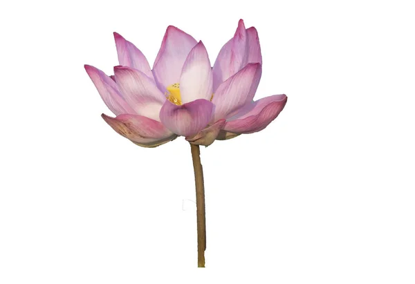 Fräsch Rosa Lotus Kronblad Blomma Isolerad Vit Bakgrund Nära Fokus — Stockfoto