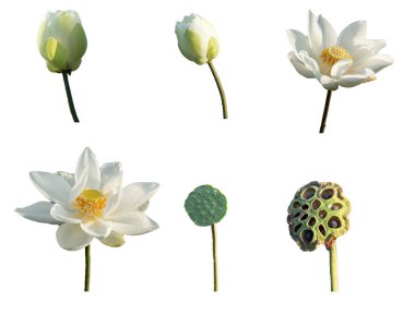 Beyaz arka plan üzerinde izole taze beyaz lotus petal çiçek koleksiyonu ayarla. Güzel beyaz lotus çiçek izole yakın odak için metin kopya alanı ile çiçek açan veya beyaz arka plan üzerinde reklam