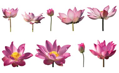 Beyaz arka plan üzerinde izole taze pembe lotus petal çiçek koleksiyonu ayarla. Yakın odak güzel pembe lotus çiçek izole kopya alanı için metin ile çiçek açan veya beyaz arka plan üzerinde reklam