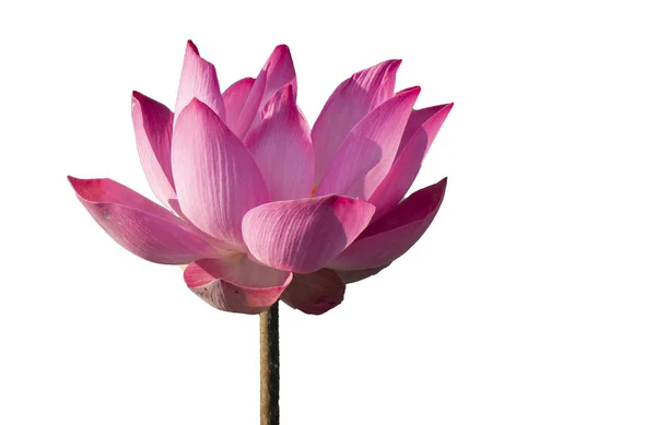 Taze pembe lotus petal çiçek beyaz arka plan üzerinde izole. Yakın odak güzel pembe lotus çiçek izole kopya alanı için metin ile çiçek açan veya beyaz arka plan üzerinde reklam 