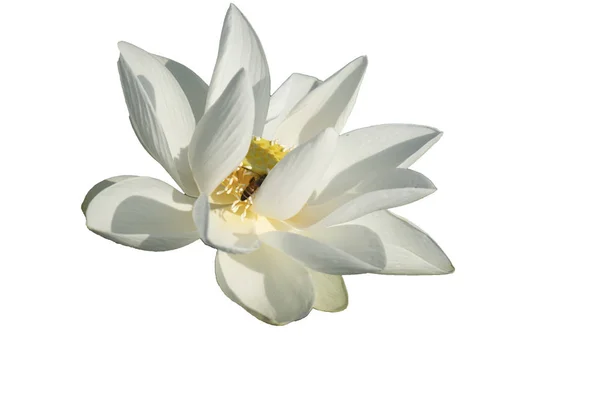 Färsk Vit Lotus Kronblad Blomma Isolerad Vit Bakgrund Nära Fokus — Stockfoto