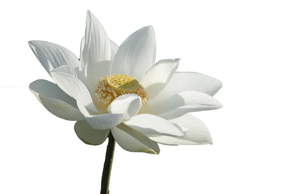 Färsk Vit Lotus Kronblad Blomma Isolerad Vit Bakgrund Nära Fokus — Stockfoto