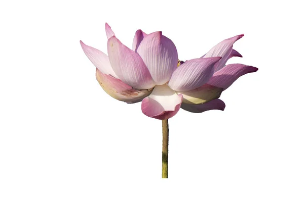 新鮮なピンクロータス花弁の花が白い背景で隔離 分離された美しいピンクの蓮の花の近くにフォーカスのコピーのテキストのための領域が咲いているまたは白の背景に広告を掲載 — ストック写真