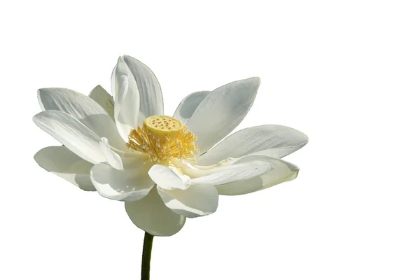 Färsk Vit Lotus Kronblad Blomma Isolerad Vit Bakgrund Nära Fokus — Stockfoto