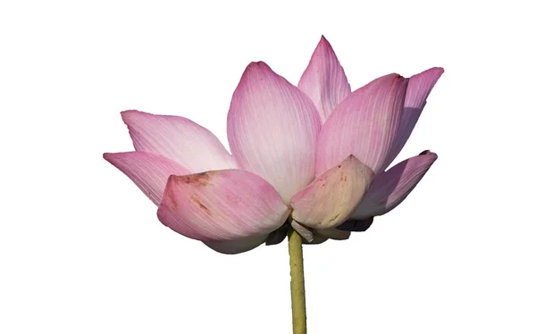 Fräsch Rosa Lotus Kronblad Blomma Isolerad Vit Bakgrund Nära Fokus — Stockfoto