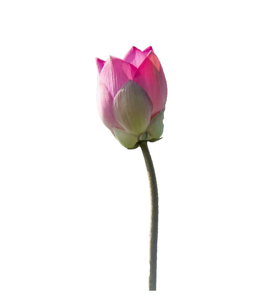 Fräsch Rosa Lotus Kronblad Blomma Isolerad Vit Bakgrund Nära Fokus — Stockfoto