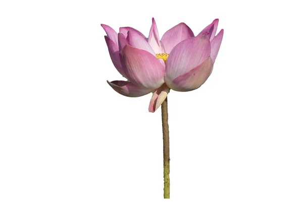 新鮮なピンクロータス花弁の花が白い背景で隔離 分離された美しいピンクの蓮の花の近くにフォーカスのコピーのテキストのための領域が咲いているまたは白の背景に広告を掲載 — ストック写真
