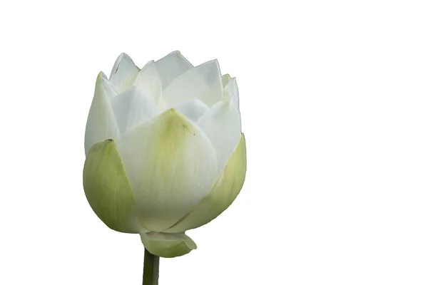 新鮮な白い蓮花弁の花は白い背景に分離されました 分離された美しい白い蓮の花の近くにフォーカスのコピーのテキストのための領域が咲いているまたは白の背景に広告を掲載 — ストック写真