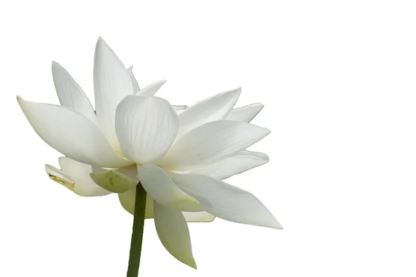 Taze beyaz lotus petal çiçek beyaz arka plan üzerinde izole. Güzel beyaz lotus çiçek izole yakın odak için metin kopya alanı ile çiçek açan veya beyaz arka plan üzerinde reklam