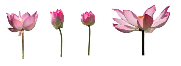 コレクションは 白い背景上に分離されて新鮮なピンクロータス花弁の花を設定します 分離された美しいピンクの蓮の花の近くにフォーカスのコピーのテキストのための領域が咲いているまたは白の背景に広告を掲載 — ストック写真