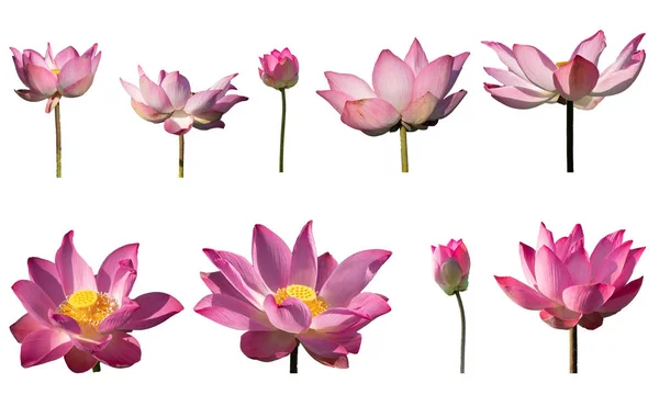 Collectie Instellen Verse Roze Lotus Petal Bloem Geïsoleerd Een Witte — Stockfoto