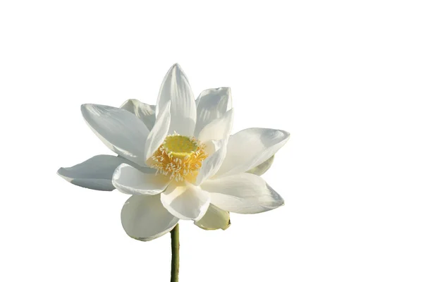 Fresh White Lotus Petal Flower Isolated White Background Close Focus Stock Picture