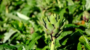 Bir bahçe taze hasat enginar. Lisanslı yüksek kaliteli ücretsiz stok video görüntüleri güneş ışığı ile bahçede taze enginar. Enginar sebze sağlıklı bir diyet için