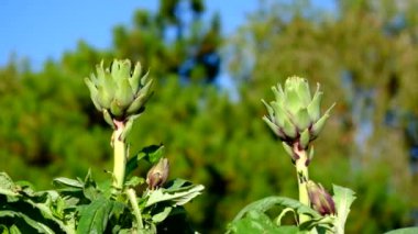 Bir bahçe taze hasat enginar. Lisanslı yüksek kaliteli ücretsiz stok video görüntüleri güneş ışığı ile bahçede taze enginar. Enginar sebze sağlıklı bir diyet için