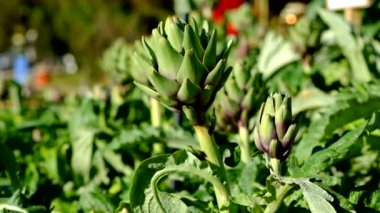 Bir bahçe taze hasat enginar. Lisanslı yüksek kaliteli ücretsiz stok video görüntüleri güneş ışığı ile bahçede taze enginar. Enginar sebze sağlıklı bir diyet için