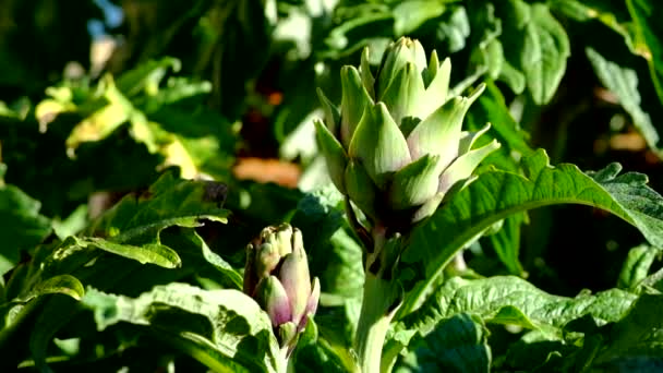 庭で収穫した新鮮なアーティ チョーク ロイヤリティ高品質無料実写映像素材の太陽の光と庭で新鮮なアーティ チョーク 健康的な食事のためのアーティ チョーク野菜 — ストック動画