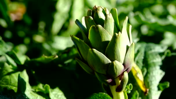 Alcachofa Recién Cosechada Jardín Realeza Alta Calidad Material Archivo Vídeo — Vídeo de stock