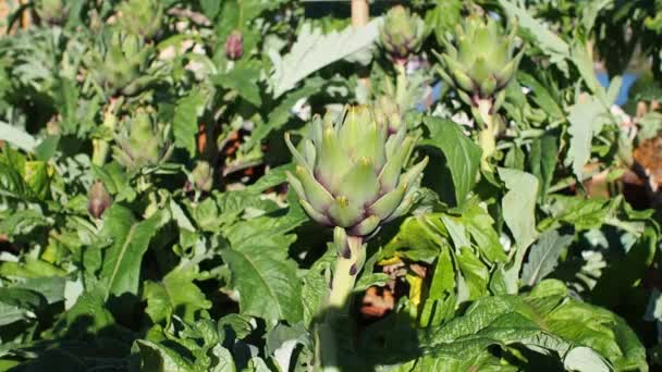 Artichaut Fraîchement Récolté Dans Jardin Redevance Vidéo Stock Gratuit Haute — Video