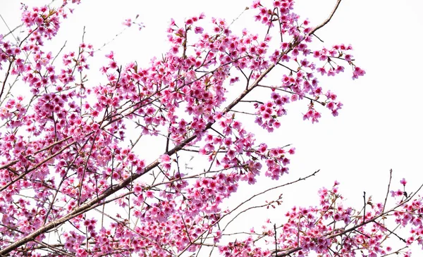 Güzel kiraz çiçeği sakura (Prunus Cesacoides) beyaz arka plan üzerinde izole. Pembe kiraz çiçeği çiçek izole kopya alanı metin veya beyaz arka plan üzerinde reklam için ile çiçek açan 