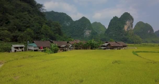 Widok Lotu Ptaka Krajobraz Wietnam Żółty Ryż Pole Wiosce Cao — Wideo stockowe