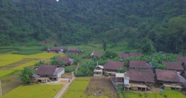 Vietnam manzara havadan görünümü. Sarı pirinç alan Cao Bang, Vietnam, köyde. Lisanslı yüksek kaliteli ücretsiz stok video görüntüleri güzel sarı pirinç tarlaları hazırlamak hasat Vadisi