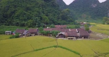 Vietnam manzara havadan görünümü. Sarı pirinç alan Köyü, kırsal Vietnam. Lisanslı yüksek kaliteli ücretsiz stok video görüntüleri sarı pirinç tarlaları hazırlamak hasat Vadisi ve dağlar