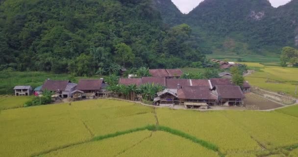 Εναέρια Άποψη Του Τοπίου Του Βιετνάμ Κίτρινο Ρύζι Πεδίο Στο — Αρχείο Βίντεο