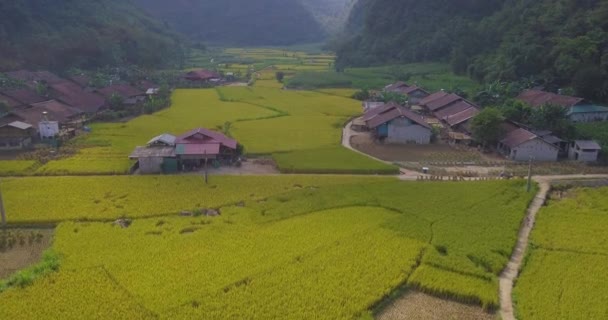 ベトナムの風景の空撮 ベトナムの田舎の村で黄色い田んぼ ロイヤリティ高品質無料ストック ビデオ映像黄色い田んぼの準備の谷と山での収穫 — ストック動画