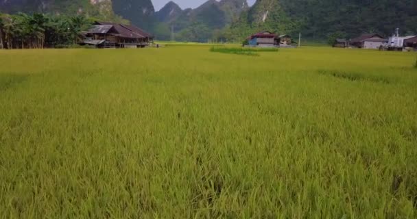 Εναέρια Θέα Τομέα Του Ρυζιού Μέλη Βασσιλικής Οικογένειας Υψηλής Ποιότητας — Αρχείο Βίντεο