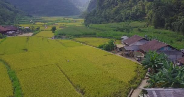 Widok Lotu Ptaka Krajobraz Wietnam Żółty Ryż Pola Miejscowości Wsi — Wideo stockowe