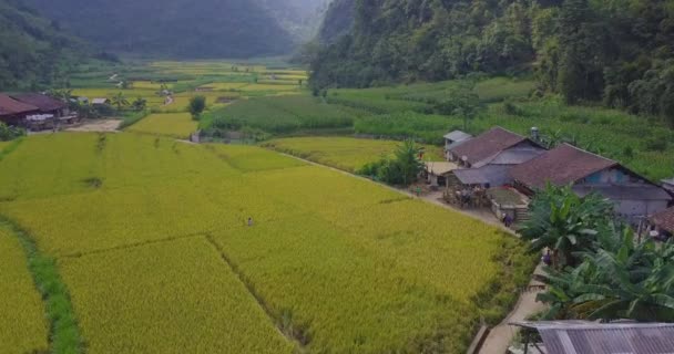 Vista Aérea Paisagem Vietnã Campo Arroz Amarelo Aldeia Campo Vietnã — Vídeo de Stock