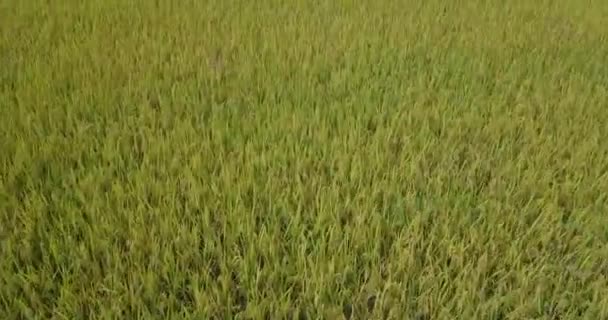 Рисовое Поле Видом Воздуха Роялти Высококачественное Бесплатное Видео Рисовым Полем — стоковое видео