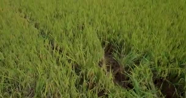 Aerial View Rice Field Royalty High Quality Free Stock Video — Stock Video