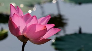 Bal arısı ile pembe lotus çiçeği. Yakın odak arı toplama ile güzel pembe lotus çiçeği tatlım pistil sabah güneş ışığı altında gelen lisanslı yüksek kaliteli ücretsiz stok ağır çekim video görüntüleri