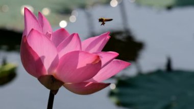 Bal arısı ile pembe lotus çiçeği. Yakın odak arı toplama ile güzel pembe lotus çiçeği tatlım pistil sabah güneş ışığı altında gelen lisanslı yüksek kaliteli ücretsiz stok ağır çekim video görüntüleri