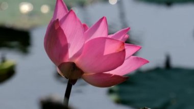 Bal arısı ile pembe lotus çiçeği. Yakın odak arı toplama ile güzel pembe lotus çiçeği tatlım pistil sabah güneş ışığı altında gelen lisanslı yüksek kaliteli ücretsiz stok ağır çekim video görüntüleri